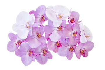 Obraz na płótnie Canvas Pink orchids