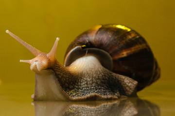 snail on the glass