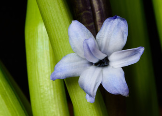 Hyacinth single flower isolated