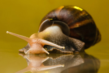 snail on the glass