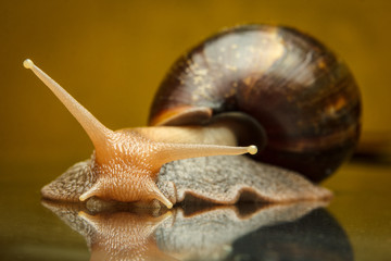snail on the glass