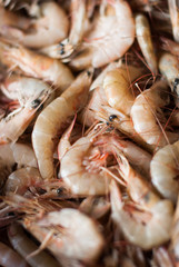 fresh shrimps for sale at the sea market