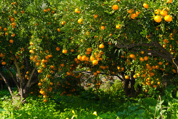 Fresh ripe tangerines on the trees.