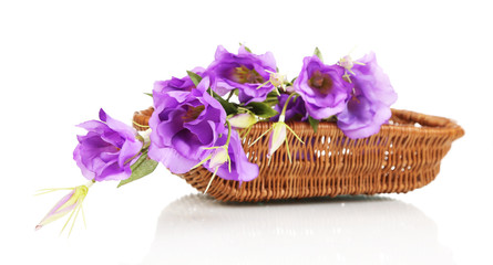 Obraz na płótnie Canvas Purple artificial eustoma in basket isolated on white