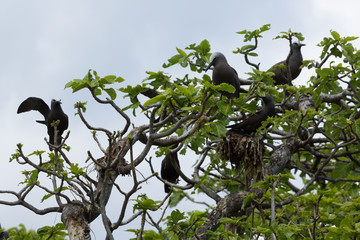 Noddi sur l'ile aux cocos à Rodrigues