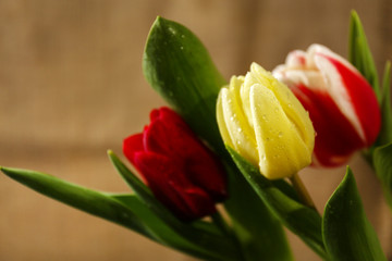 Beautiful tulips close up