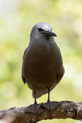 Noddi sur l'ile aux cocos à Rodrigues
