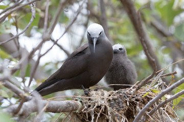 Noddi sur l'ile aux cocos à Rodrigues