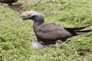 Noddi sur l'ile aux cocos à Rodrigues