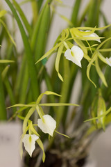 洋ラン　ブラサボラ