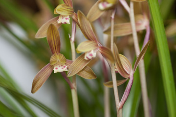 Obraz premium 東洋ラン