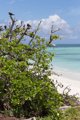 Noddi sur l'ile aux cocos à Rodrigues