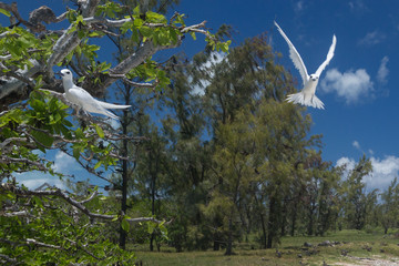 Sterne blanche sur l'&icirc;le aux deux cocos