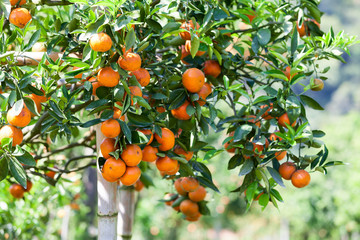 Orange tree