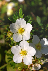 Bush bright flowers