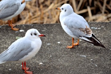 ユリカモメ