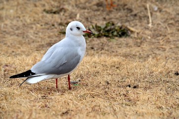 ユリカモメ