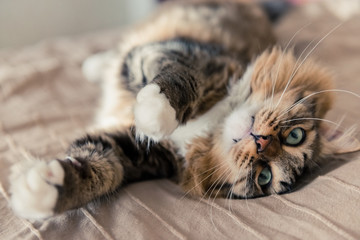Grey cat lying on bed