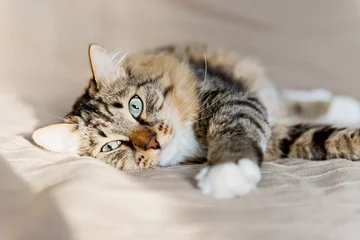 Foto op Plexiglas Grey cat lying on bed © Valeri Luzina