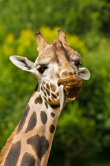 Rothschild giraffe (Giraffa camelopardalis rothschildi)