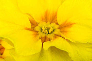 yellow flower primrose