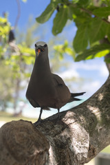 Mandarin sur l'ile aux cocos à Rodrigues