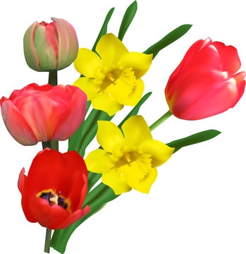 red tulip and yellow narcissus flowers isolated on white
