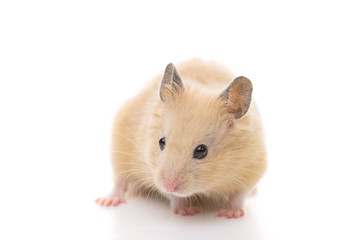 Golden Hamster, isolated on white