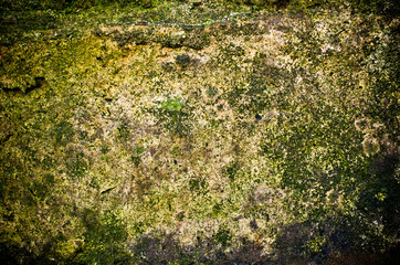 Old mossy wall surface