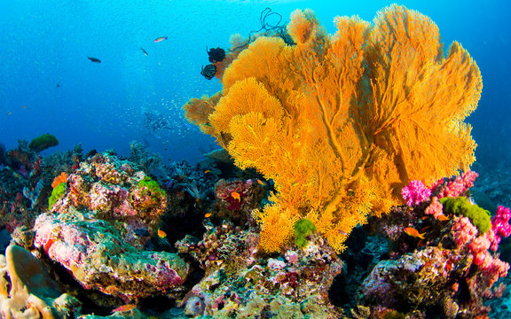 Fototapeta seafan3