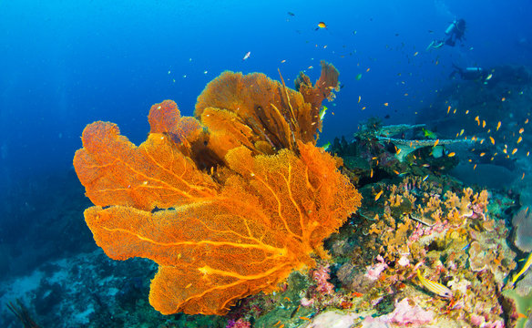 Fototapeta seafan2