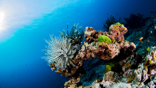 Fototapeta feather star