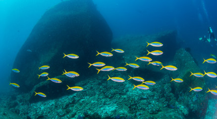 Fototapeta premium similan6