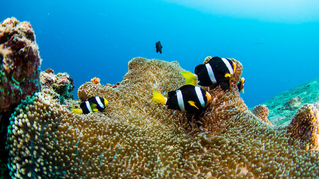 Fototapeta similan15