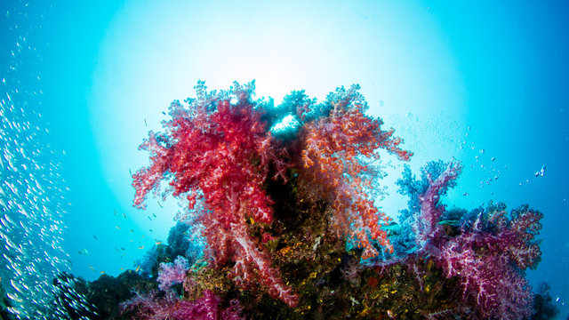 Fototapeta similsn12