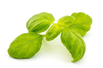 Fototapeta premium fresh basil