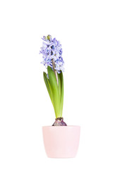 Spring flowers of hyacinth in clay pink flowerpot 