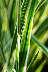 Naklejka premium Miscanthus sinensis