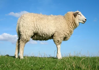 Papier Peint photo autocollant Moutons Mouton méditant