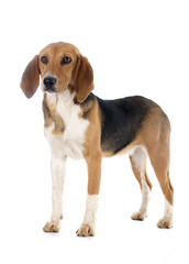 Beagle Harrier