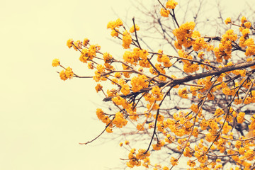 Blooming tree with yellow flowers, toned image