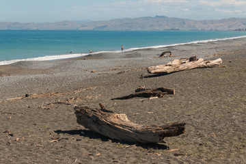 Fototapeta na wymiar Driftwood na plaży w Cloudy Bay - Nowa Zelandia
