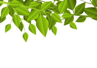 Green leaves background with place for Your text