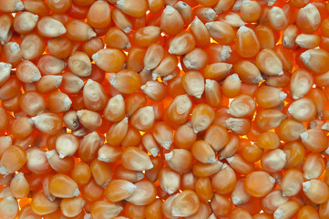 organic corn