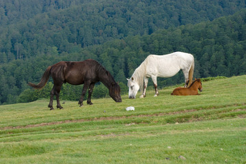 Naklejka na ściany i meble Horses Grazing, Montenegro