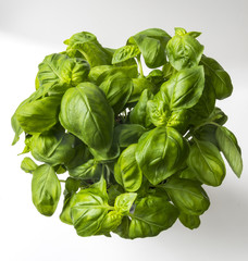 basil