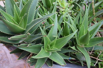 Agave