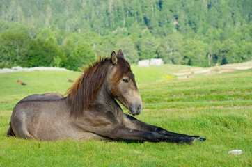 Horse Resting, Montenegro