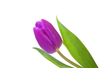 Pink tulip in closeup