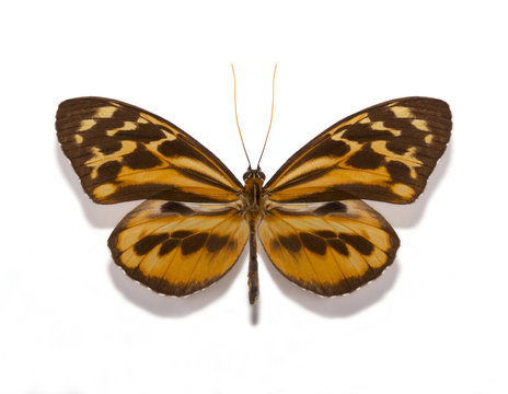 Tithorea harmonia gilberti butterfly